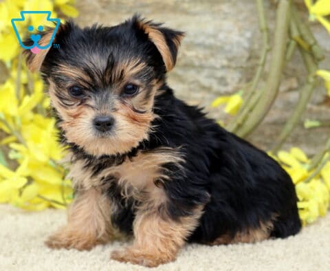 Cassie Yorkie