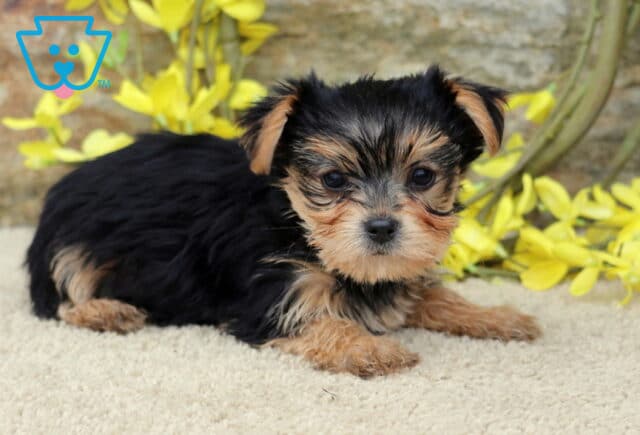 Cassie Yorkie2 image