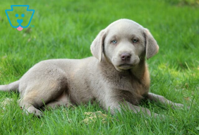 Chapstick Silver Lab image