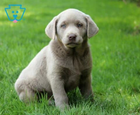 Chapstick Silver Lab2