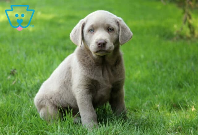 Chapstick Silver Lab2 image