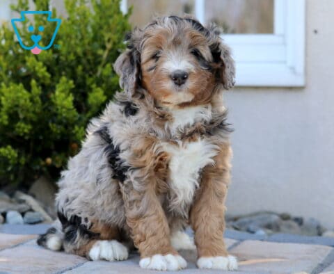 Charlie Mini Bernedoodle
