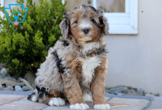 Charlie Mini Bernedoodle image