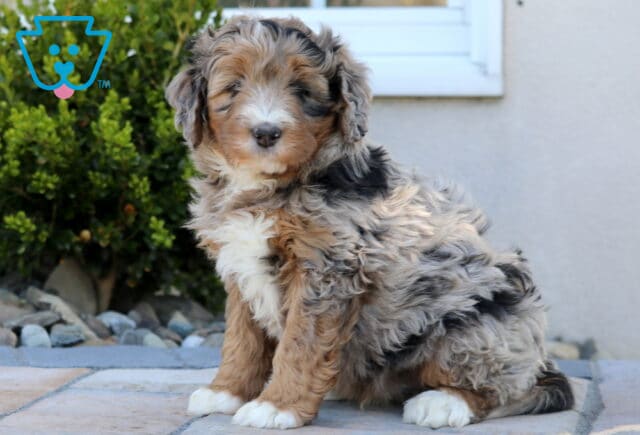 Charlie Mini Bernedoodle2 image