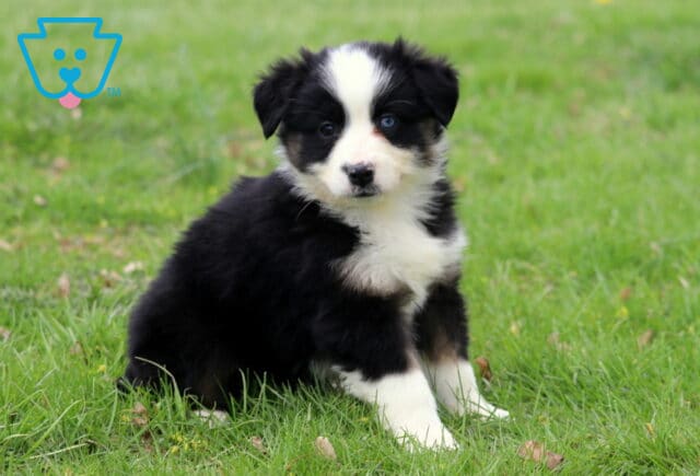 Charm Mini Aussie image