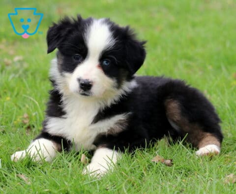 Charm Mini Aussie2