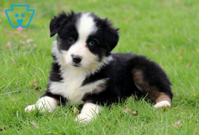 Charm Mini Aussie2 image