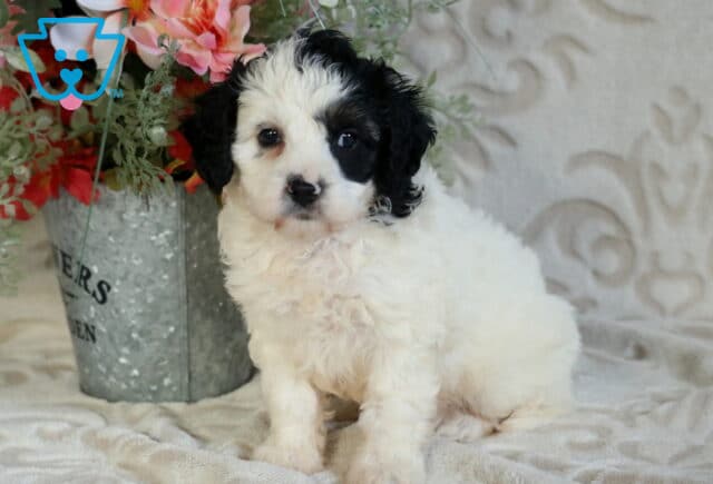 Black and white Cavapoo puppy with a fluffy curly coat sitting on a soft blanket, featuring a dark patch over one eye and a sweet, attentive expression beside a decorative floral display image