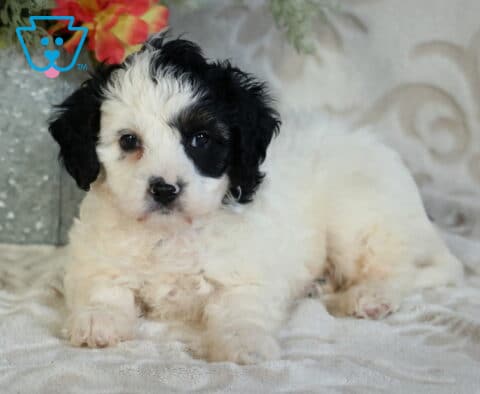 Chase Cavapoo2