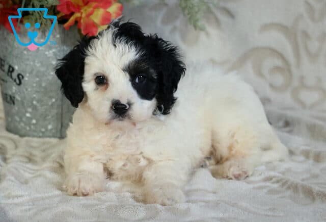 Black and white Cavapoo puppy with a soft fluffy coat lying on a cozy blanket, featuring a distinct dark eye patch and gentle, relaxed expression beside a decorative flower container image