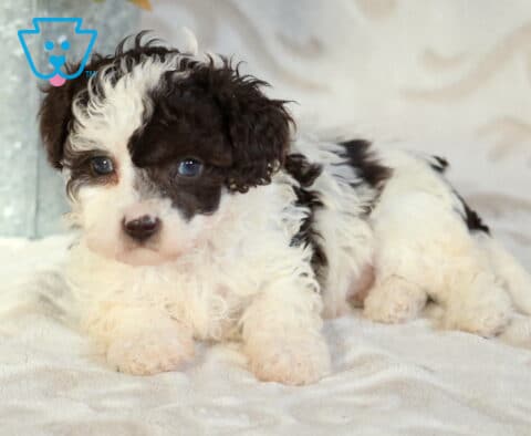 Chase Cavapoo2