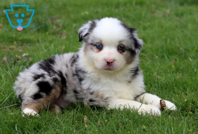 Chaz Mini Aussie image