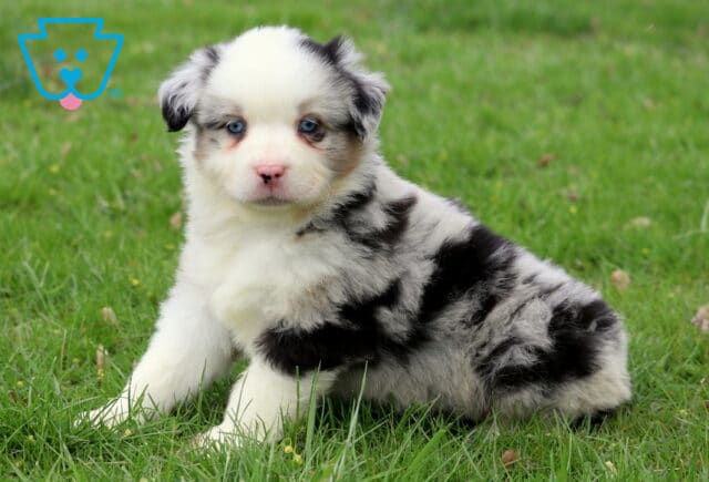 Chaz Mini Aussie2 image