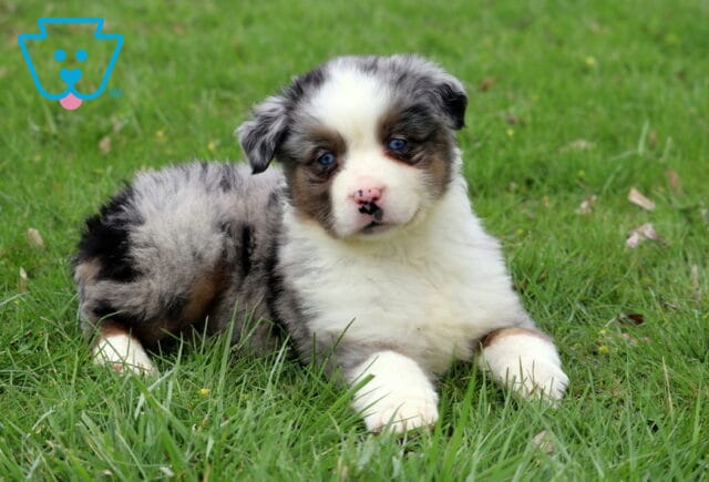 Checkers Mini Aussie image