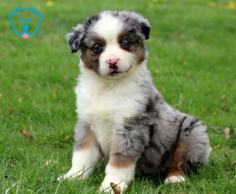Checkers Mini Aussie2