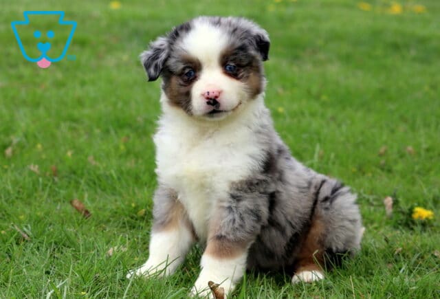 Checkers Mini Aussie2 image