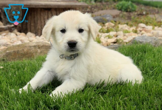 Cheerio Golden image