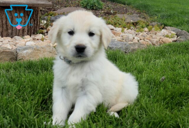 Cheerio Golden2 image