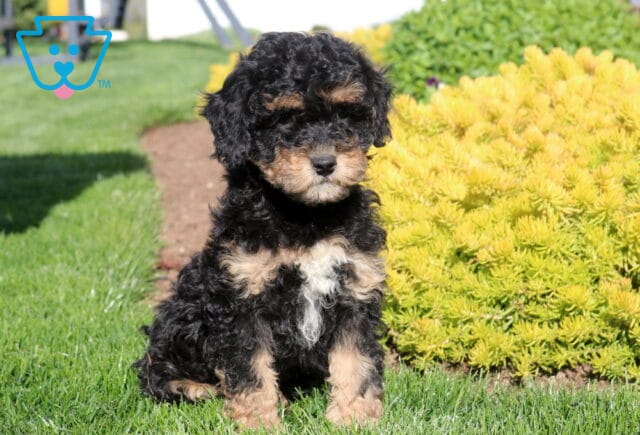 Cheerio Poodle Mix image