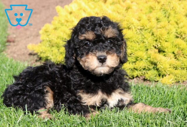 Cheerio Poodle Mix2 image