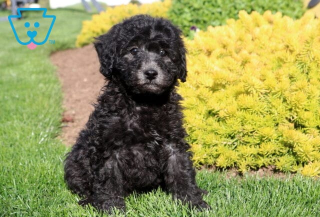 Chip Poodle Mix image