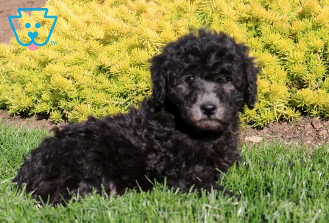 Chip Poodle Mix2 image