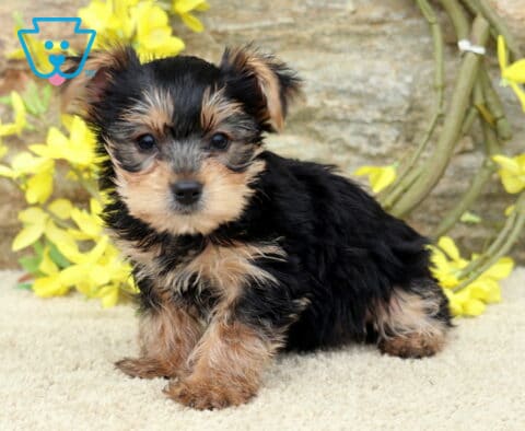 Chip Yorkie