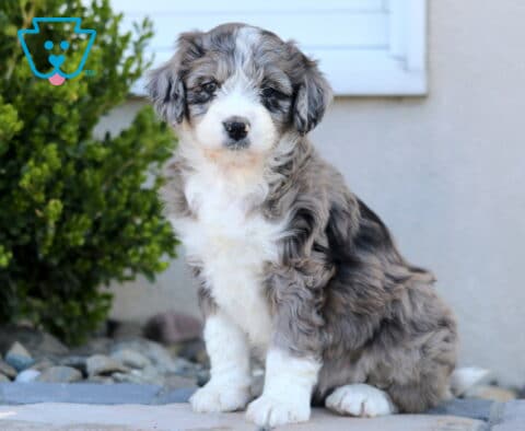 Chloe Mini Aussiedoodle