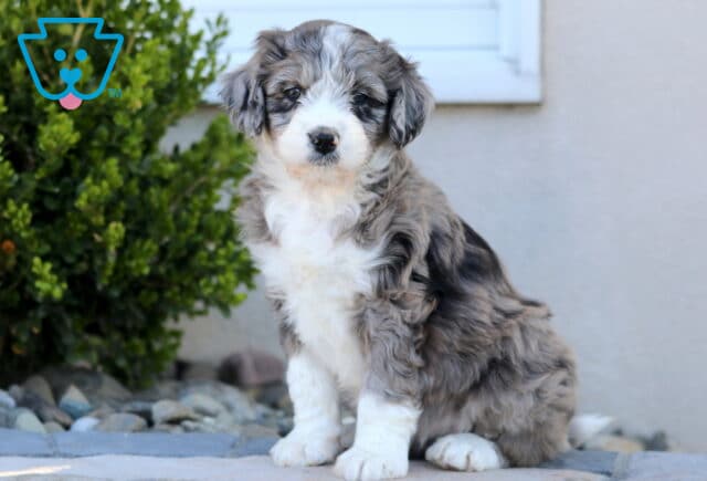 Chloe Mini Aussiedoodle image