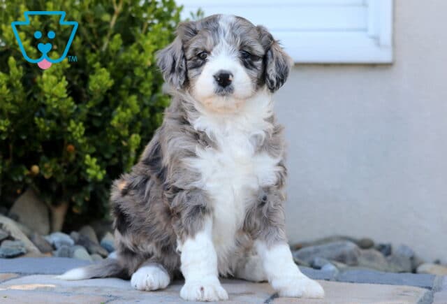 Chloe Mini Aussiedoodle2 image