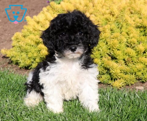 Cindy Lou Poodle Mix