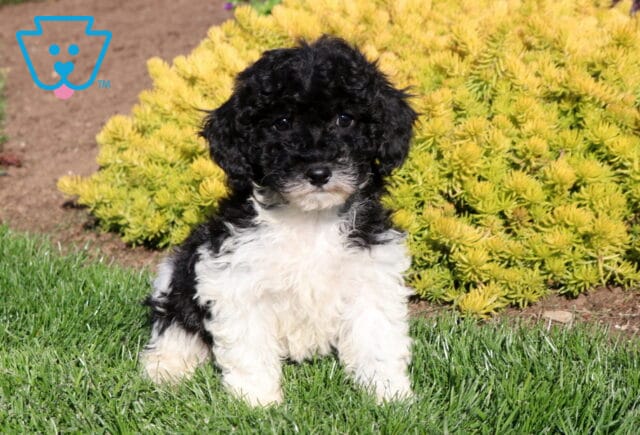 Cindy Lou Poodle Mix image