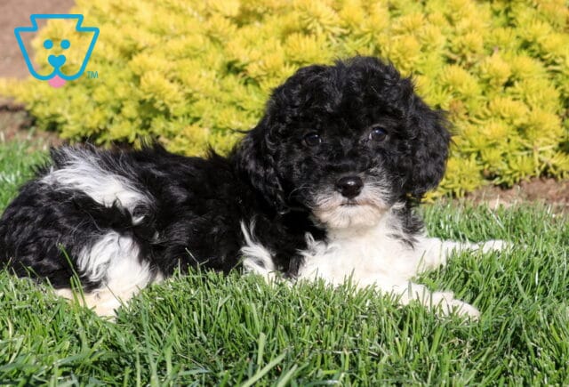 Cindy Lou Poodle Mix2 image