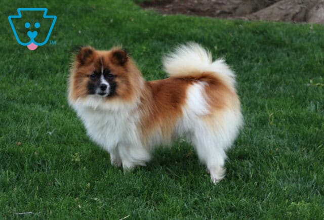 Cindy Pomeranian Aaron Stoltzfus image