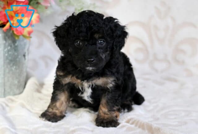 Black Cavapoo puppy with a curly coat and tan accents sitting on a soft blanket, featuring a small white chest patch and an alert, curious expression beside a decorative floral arrangement image