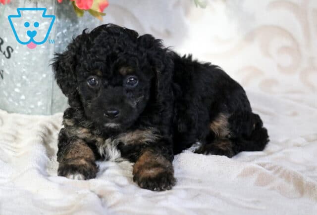 Curly black Cavapoo puppy with soft tan markings on paws and cheeks lying on a plush blanket, gazing forward with gentle eyes beside a rustic floral display image