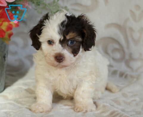Cjay Cavapoo2