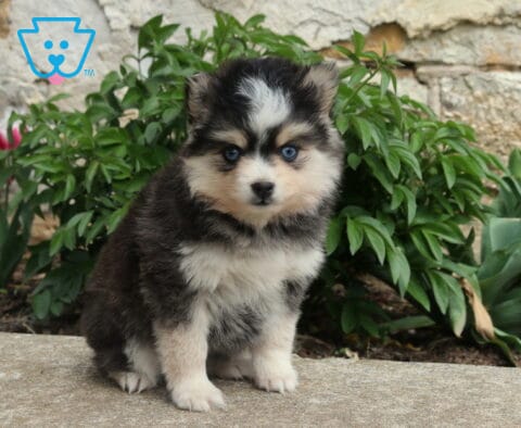 Blue-eyed Pomsky puppy with a black, gray, and white fluffy coat sitting outdoors in front of green plants and a stone wall