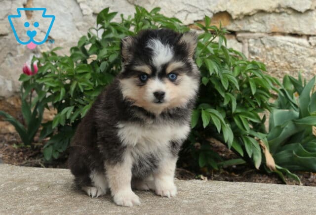 Blue-eyed Pomsky puppy with a black, gray, and white fluffy coat sitting outdoors in front of green plants and a stone wall image