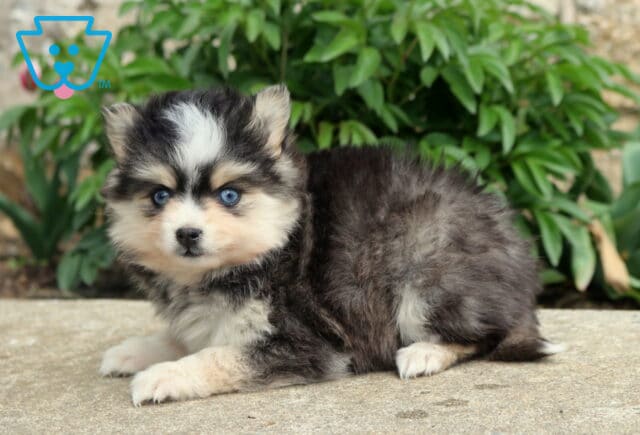 Fluffy blue-eyed Pomsky puppy lying on a stone surface, featuring a black, gray, and white coat with greenery in the background image