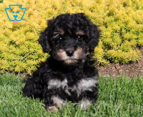 Coco Poodle Mix