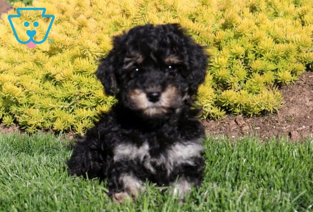 Coco Poodle Mix image