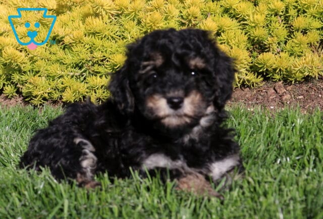 Coco Poodle Mix2 image