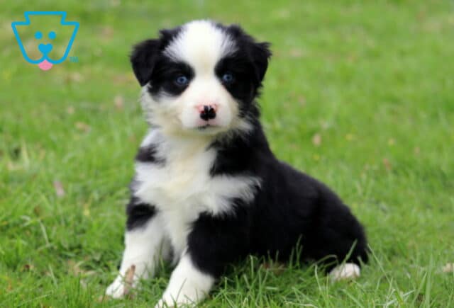 Coda Mini Aussie image