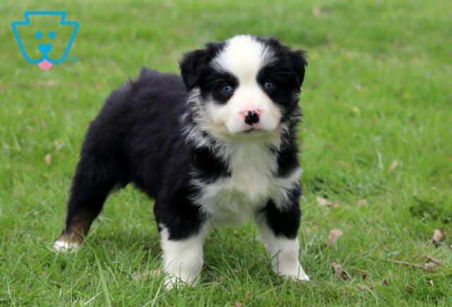 Coda Mini Aussie2 image