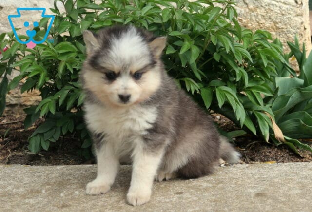 Fluffy gray and white Pomsky puppy sitting on a stone ledge, with soft fur, small pointed ears, and lush green plants in the background image