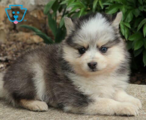 Gray and white Pomsky puppy lying on a stone surface with fluffy coat, bright eyes, and leafy green plants in the background