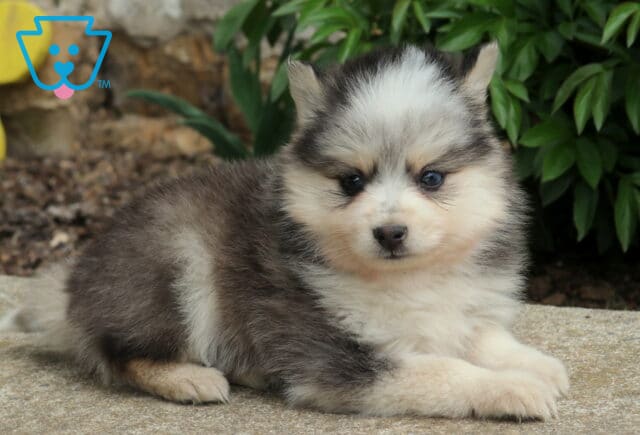 Gray and white Pomsky puppy lying on a stone surface with fluffy coat, bright eyes, and leafy green plants in the background image