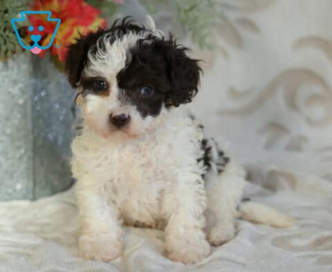 Cookie Cavapoo