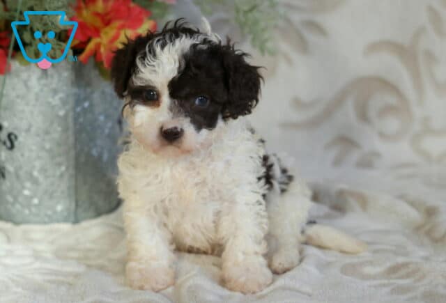 Black and white Cavapoo puppy with curly coat sitting on a soft blanket beside decorative flowers, looking gently at the camera image
